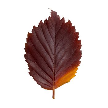 Dark red autumn oval leaf isolated on white background.