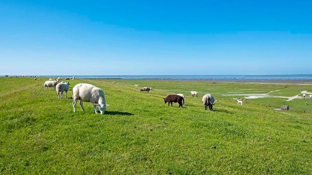 Sheep on the dyke in Friesland near the Wadden Sea in the Netherlands