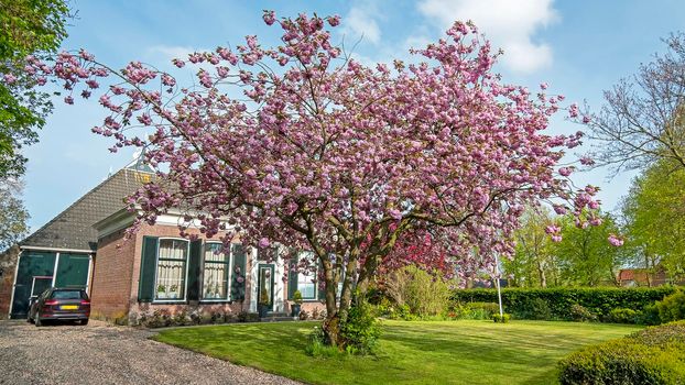 Blossoming cherry tree and a medieval country house in the Netherlands