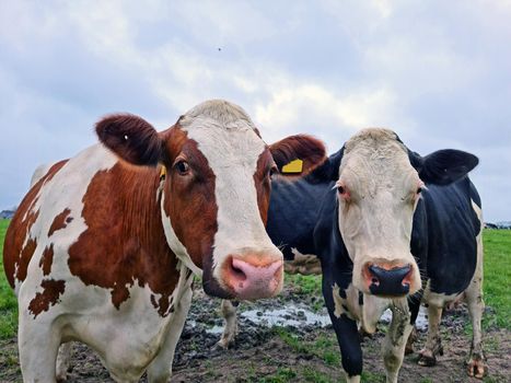 Cows in the meadow in the Netherlands in spring