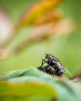 Macro photo of flies mating, close-up photo of fly on blurred background