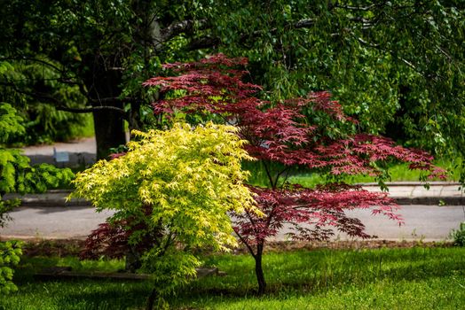 Yellow and red Japanese maple trees, landscape photo of Japanese tree