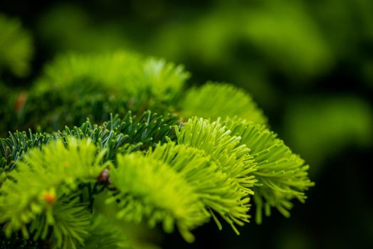 Close-up photo of Subalpine fir needles, green fir tree needles