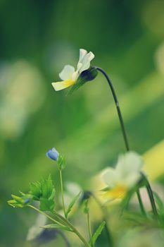 Meadow with flowers. Classical natural spring background with blooming flowers.