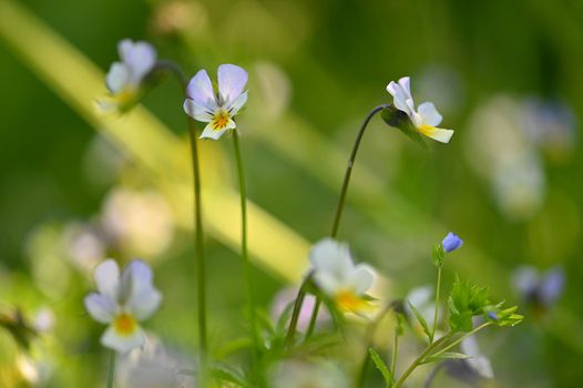 Meadow with flowers. Classical natural spring background with blooming flowers.
