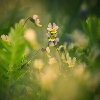 Meadow with flowers. Classical natural spring background with blooming flowers.