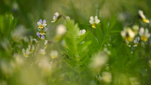 Meadow with flowers. Classical natural spring background with blooming flowers.
