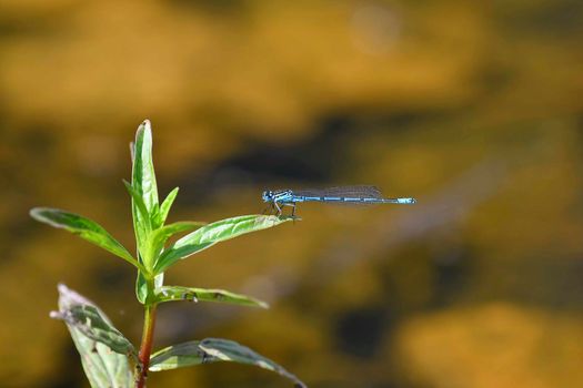 Azure Azure Damselfly sitting on a plant