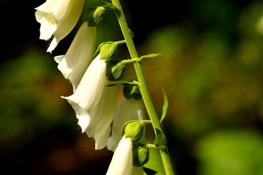 medicinal herb white foxglove with flower