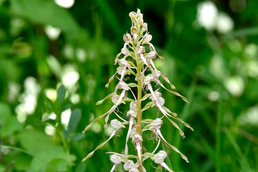 German wild orchid, Lizard orchid