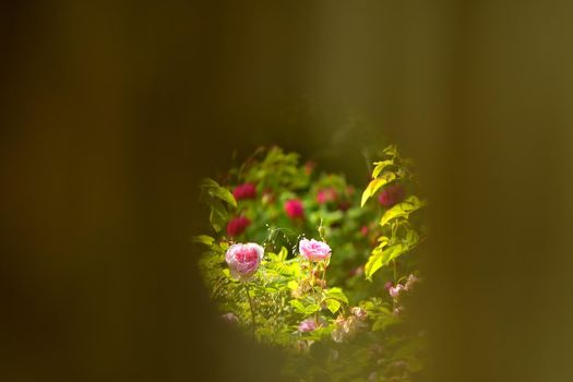 a view into a garden with roses through a knothole