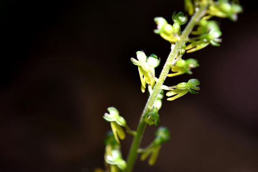 Twayblade, wild orchid of the German flora