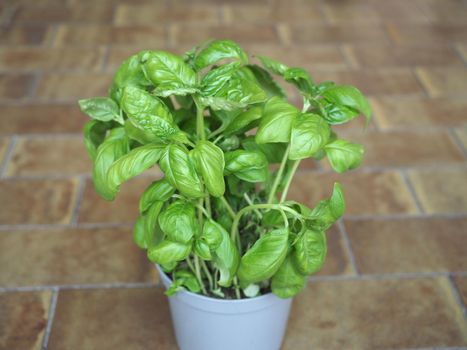 basil aka Thai basil or sweet basil (scientific name Ocimum basilicum) plant in a pot