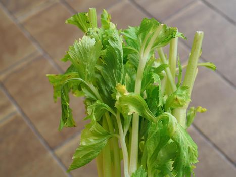 celery (scientific name Apium graveolens) plant vegetarian food