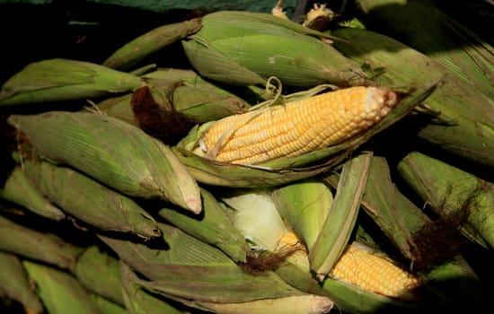 salvador, bahia, brazil - june 18, 2021: Green corn is seen for sale in open fair in Salvador city.
