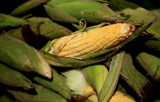 salvador, bahia, brazil - june 18, 2021: Green corn is seen for sale in open fair in Salvador city.

