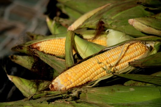 salvador, bahia, brazil - june 18, 2021: Green corn is seen for sale in open fair in Salvador city.
