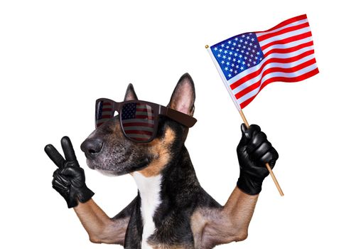 bull terrier waving a flag of usa and victory or peace fingers on independence day 4th of july with sunglasses