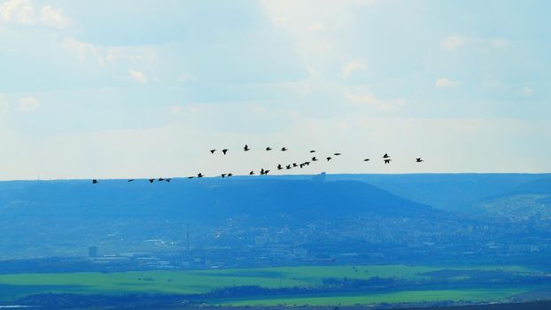 a flock of migratory birds flies over the fields against the background of the horizon, aerial photo.