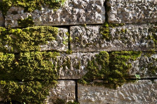 old white stone wall overgrown with green moss texture for background close-up