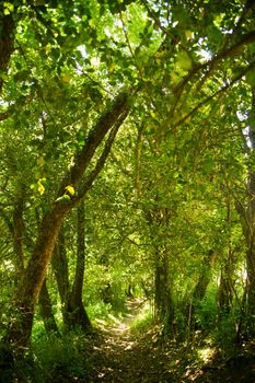 Path in the woods during the summer season