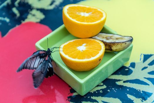 Papilio Lowi, aka great yellow Mormon or Asian swallowtail is a tropical butterfly. Here shown while eating from an orange
