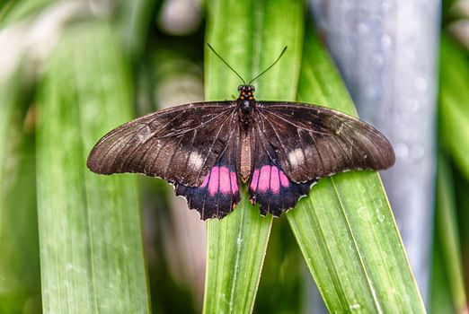 Papilio anchisiades, aka ruby-spotted swallowtail or red-spotted swallowtail is a tropical butterfly. Here shown while standing on a leaf