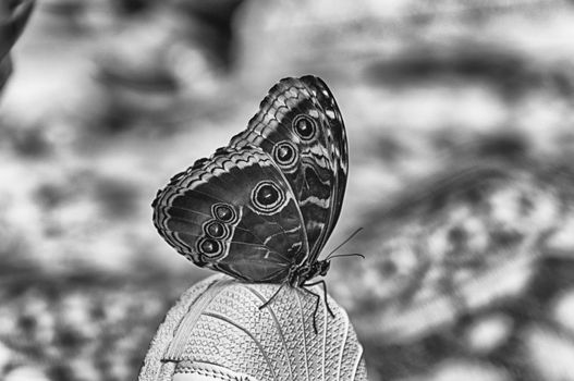 Morpho peleides, aka Peleides blue morpho or common morpho is a tropical butterfly. Here showing underside of its wings, while standing on the top of a shoe