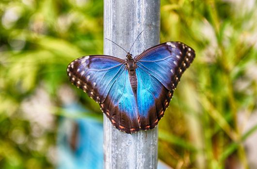 Morpho peleides, aka Peleides blue morpho or common morpho is a tropical butterfly. Here showing the upper side of its wings