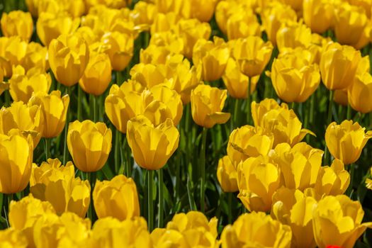 flaccid yellow tulips in the field at spring daylight - close-up full frame background with selective focus