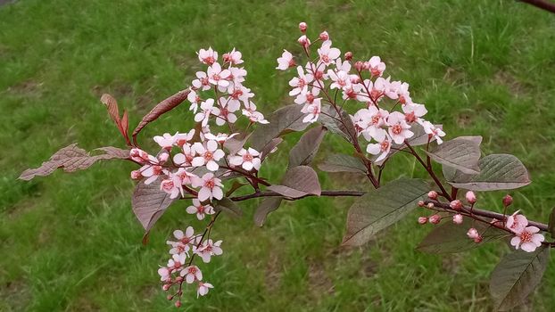 Blossom tree over nature background Spring flowers Spring Background, sakkura bloom. Sakura Flowers Background. Spring Sacura Blossom.