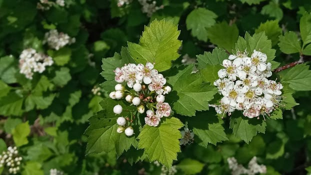 Flowers of hawthorn on a branch with leaves in the rays of the morning sun. Blooming spring tree.