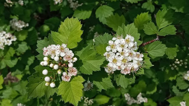 Kalina flowers. Viburnum opulus In Russia the Viburnum fruit is called kalina and is considered a national symbol. Kalina derived from kalit or raskalyat, which means to make red-hot.