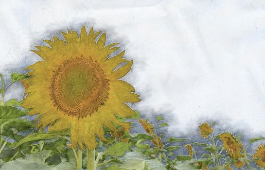 Watercolor Painting Of Beautiful Sunflowers. 