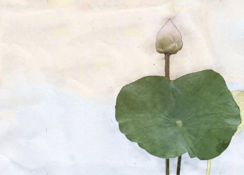 Pink lotus white lotus and leaves hand drawn watercolor 