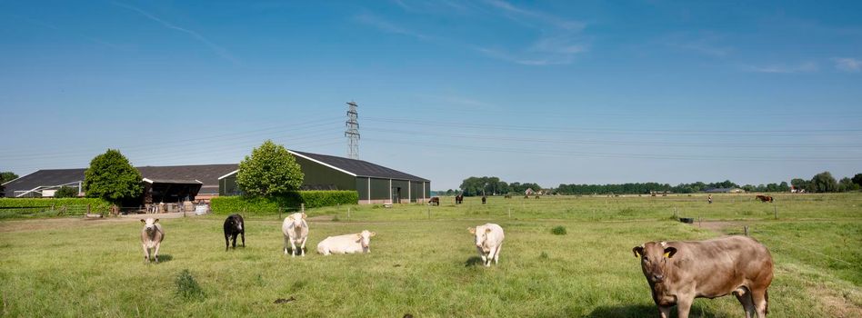 beef cows under blue summer sky in green grassy meadow in holland between nijmegen and arnhem near farm