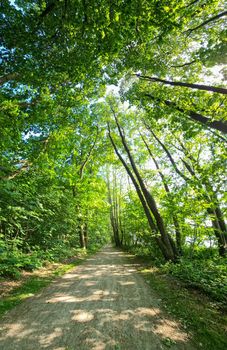 Vertical panorama of a path in a green forest 