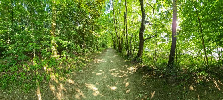 Beautiful view at a path in a dense green forest with bright sunlight casting deep shadow.