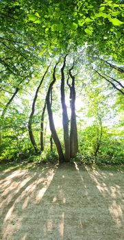 Vertical panorama of a path in a green forest 