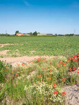 agricultural field near farm and blooming poppy flowers in summer landscape between arnhem and nijmegen in the netherlands under blue sky