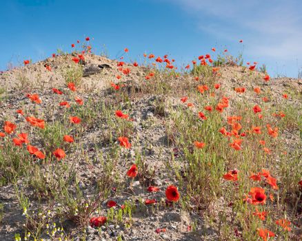 blooming red summer poppies under blue sky on sandy hill