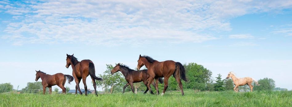 five young horses running in fresh green grass of meadow near utrecht in holland under blue sky in spring