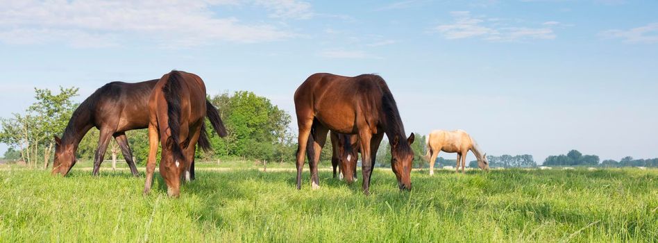 young horses grazing in fresh green grass of meadow near utrecht in holland under blue sky in spring