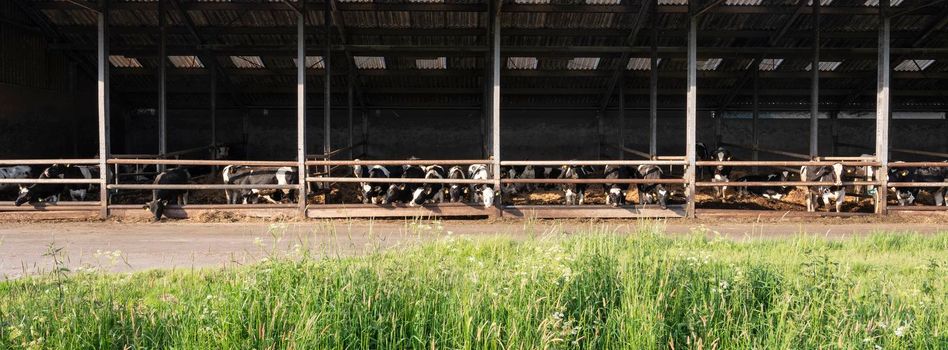 cows in half open barn behind spring flowers in grass in the netherlands near Houten and utrecht