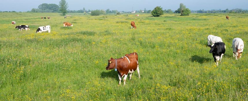 spotted cows in green grassy summer meadow with yellow flowers in the centre of the netherlands