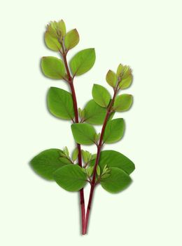 Two branches of a shrubs with little green leafs. Cut out on a light green background