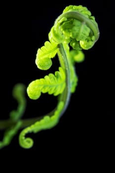 Freshness Green leaf of Fern on black background