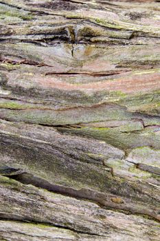 Texture and trenches on surface bark of tree trunk, abstract background