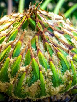 Female cone of Cycas siamensis Miq, The unisexual plant