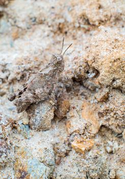 camouflage of gray grasshopper on gray ground